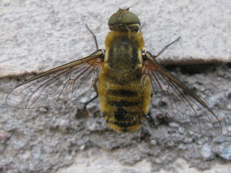 Bombyliidae: Villa sp.